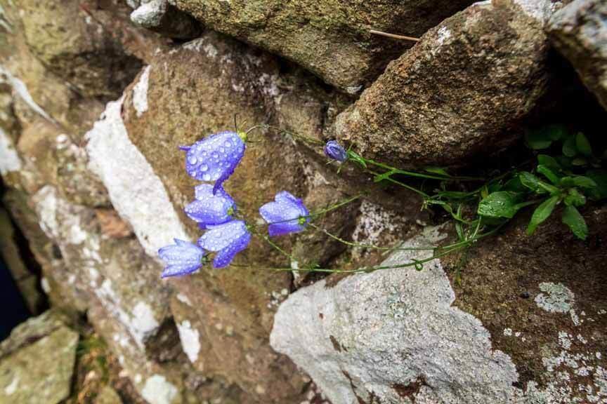 Lila Glockenblume mit Wassertropfen wächst aus der Burgmauer von Dunnottar Castle
