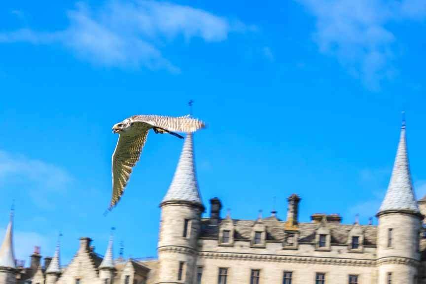 Falke auf Dunrobin Castle